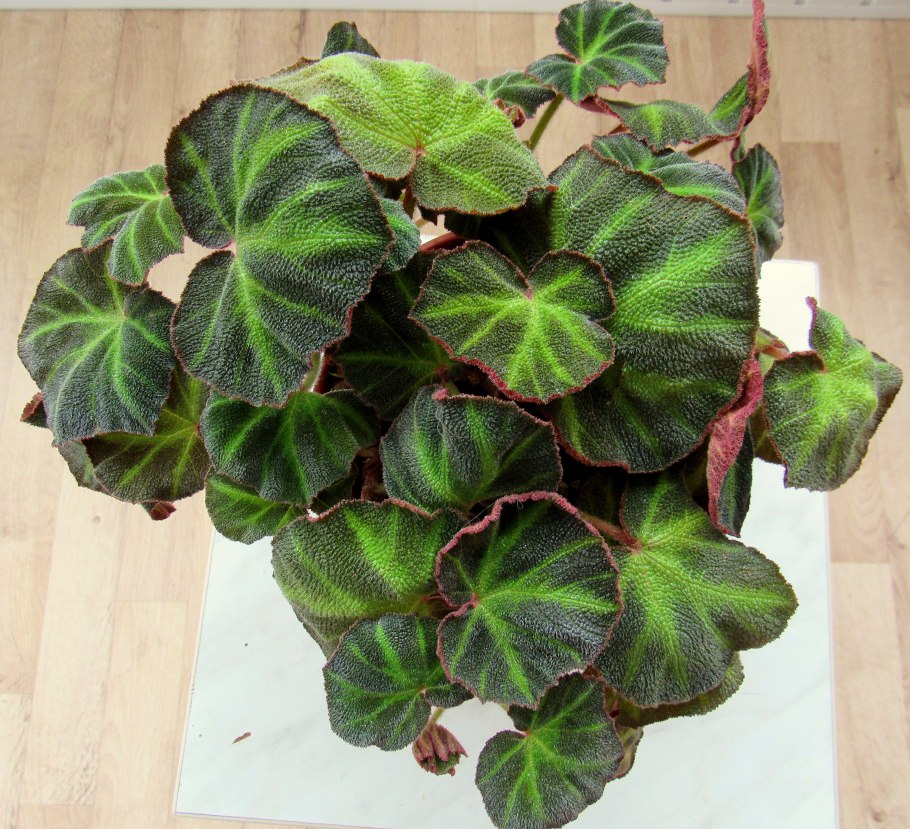 Бегония Элатиор d12 tim