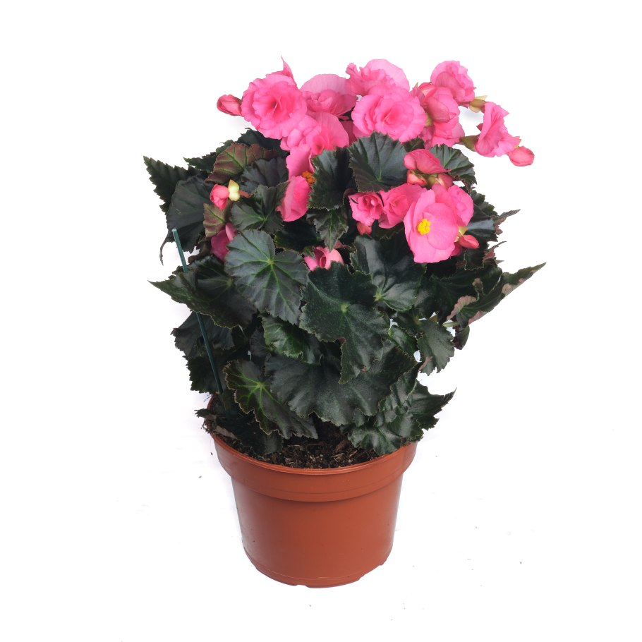 Бегония викинг розовая на изумрудном
