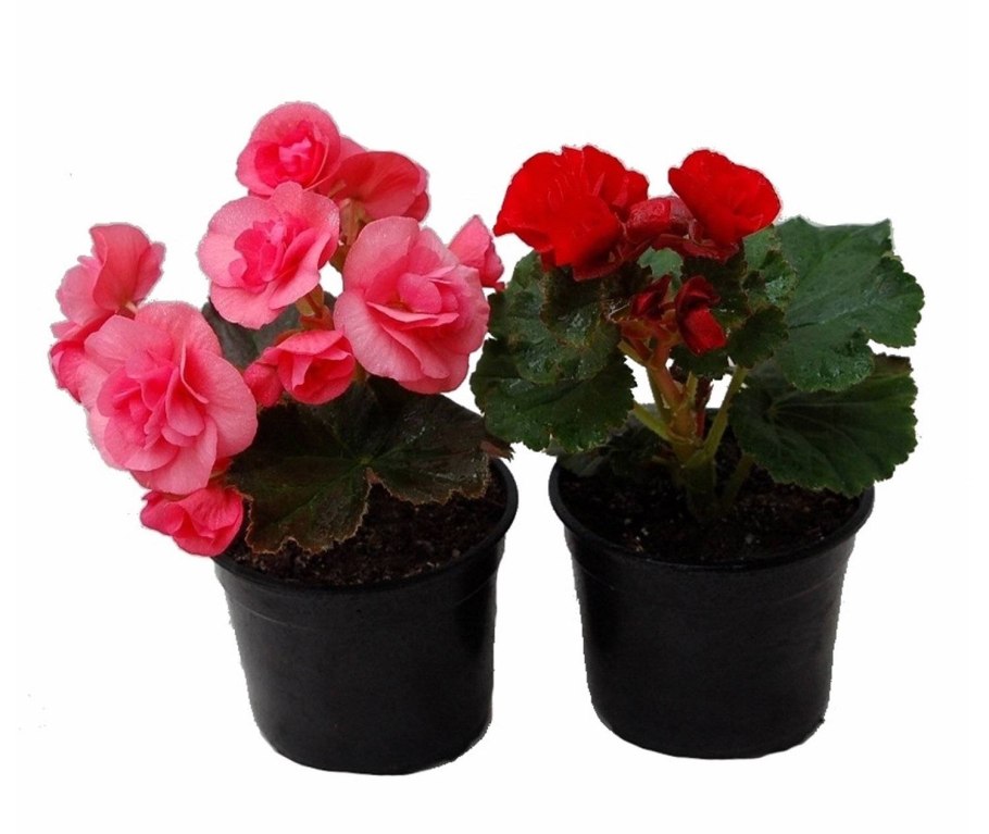 Цветок бегония