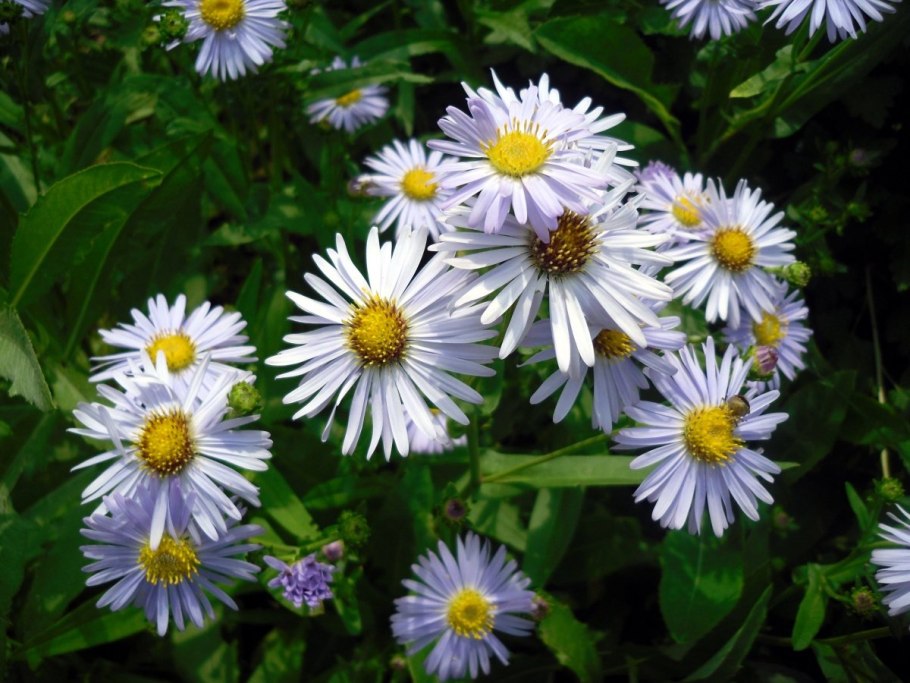 Мелколепестник щетинистый