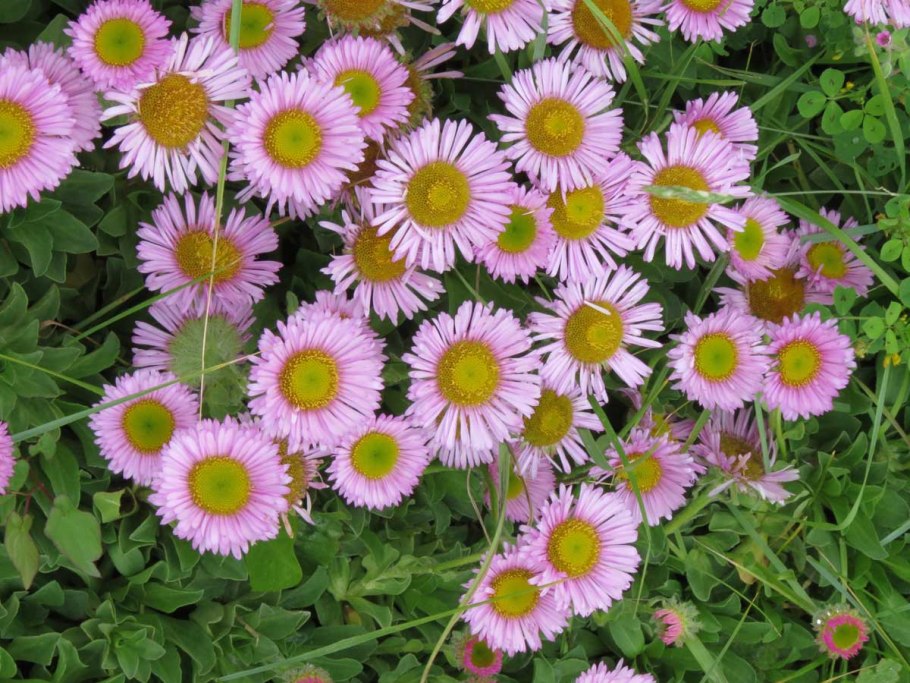 Мелколепестник Карвинского