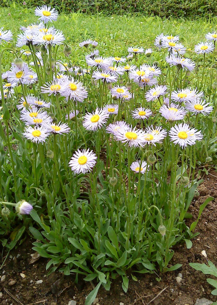 Эригерон Фостер Лайблинг