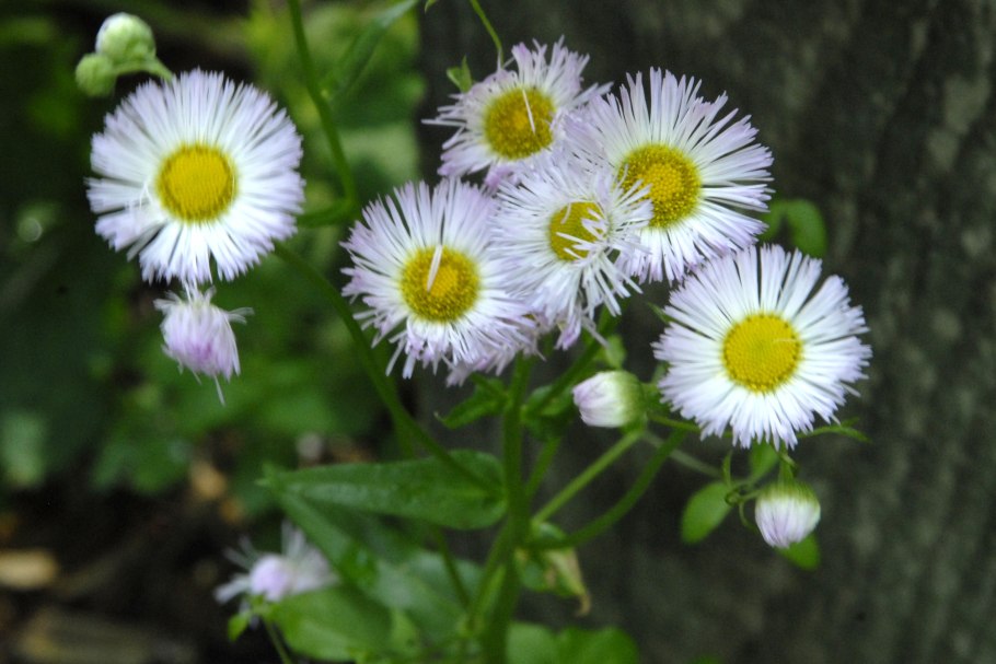 Мелколепестник карвинского