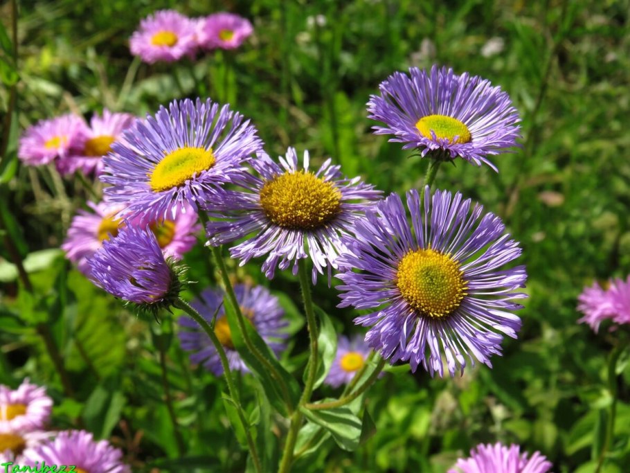 Мелколепестник Карвинского