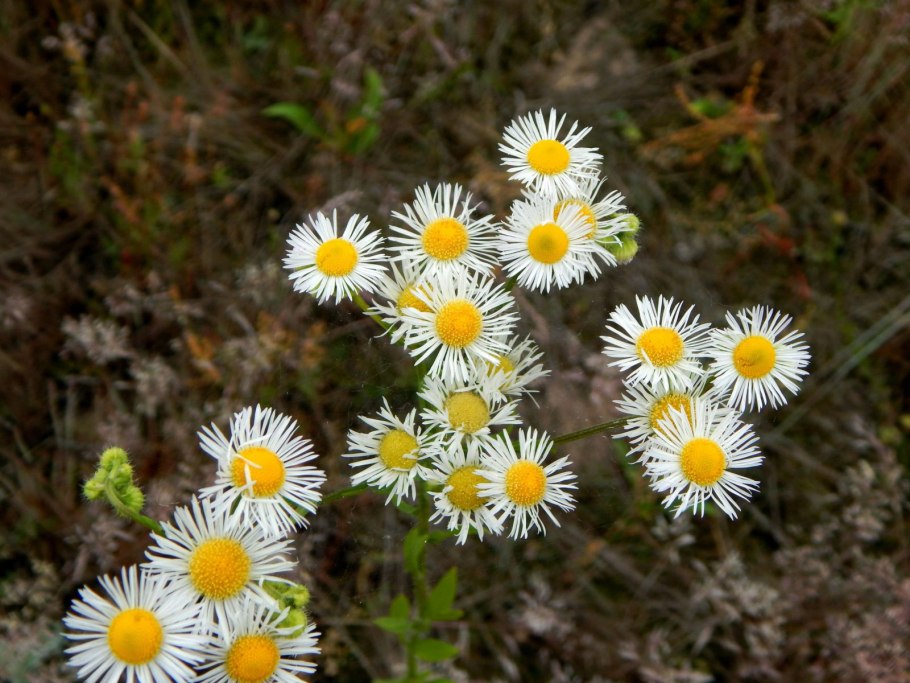 Мелколепестник однолетний (эригерон)