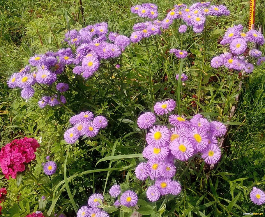 Эригерон мелколепестник