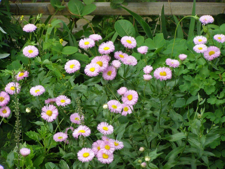 Мелколепестник (эригерон) розовое сокровище