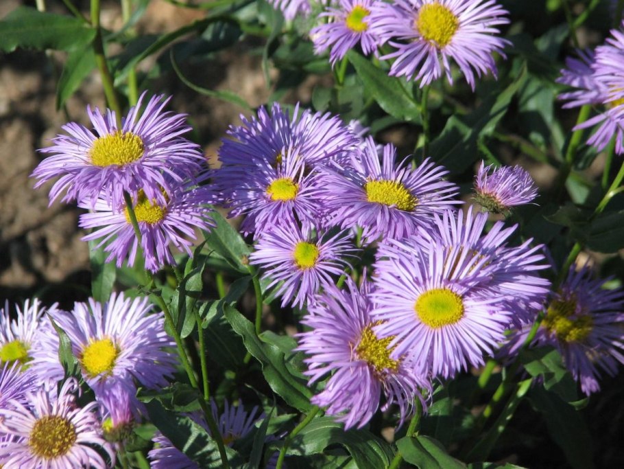 Мелколепестник многолетний эригерон