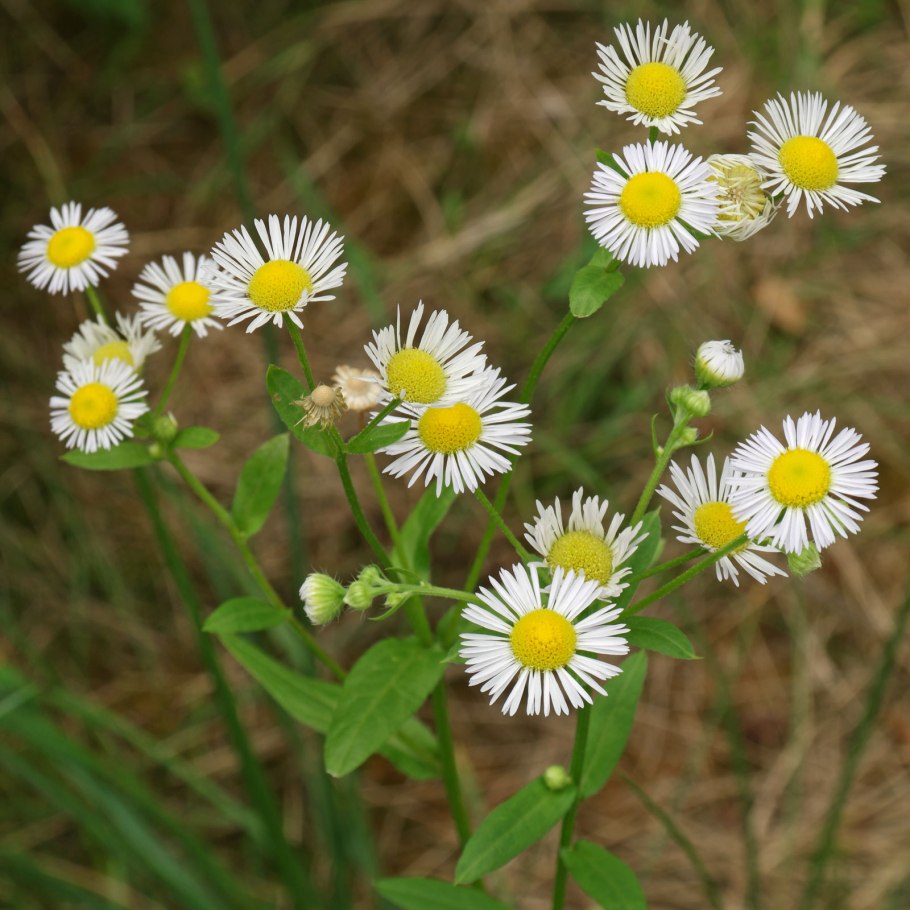 Мелколепестник (Erigeron)