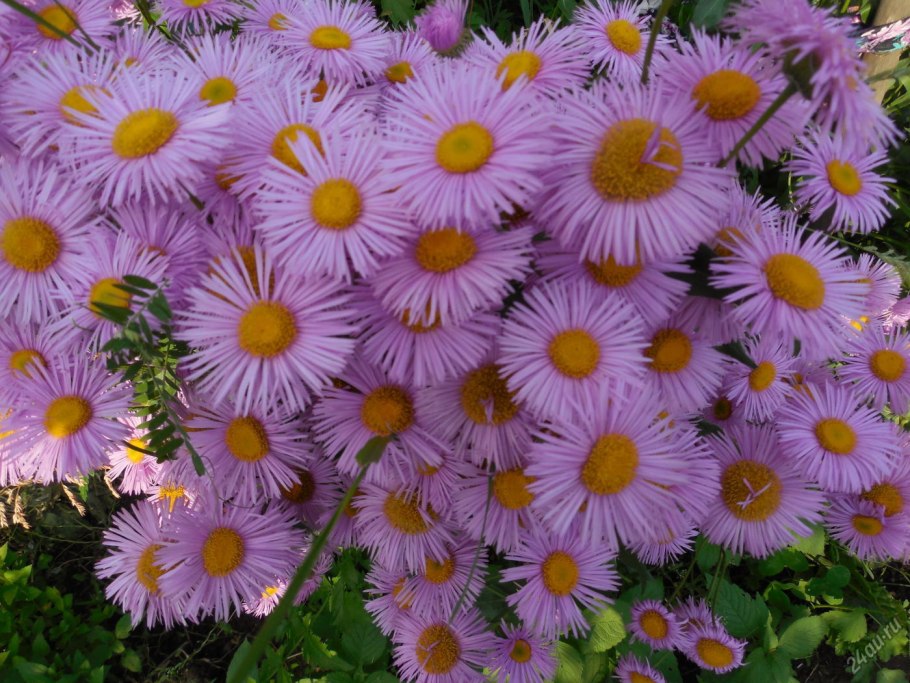 Мелколепестник Тонколучник