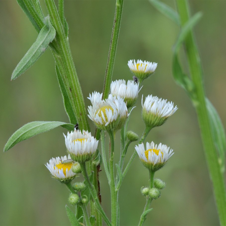 Мелколепестник Альпийский