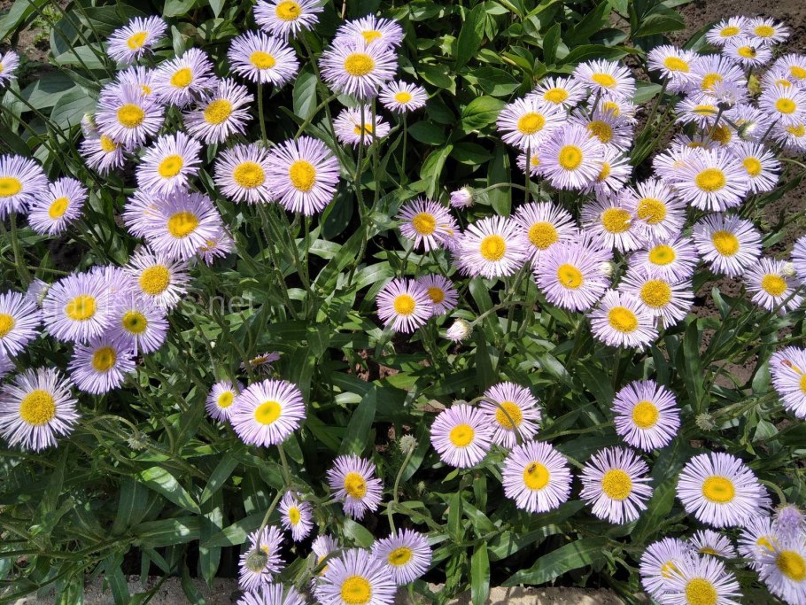 Мелколепестник многолетний эригерон