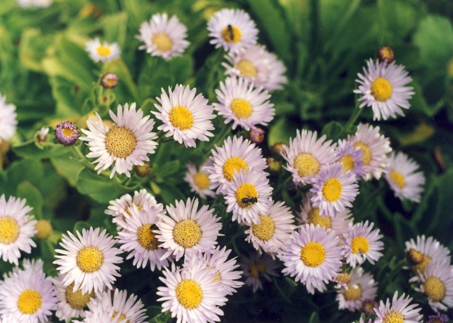 Мелколепестник многолетний