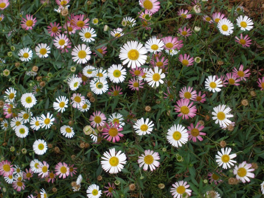 Erigeron karvinskianus