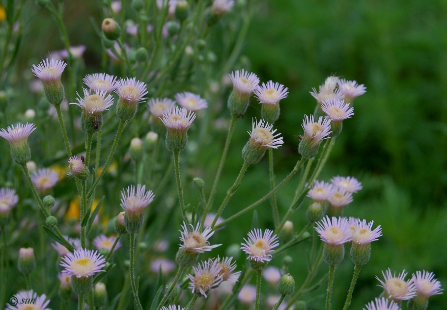 Мелколепестник Карвинского (Erigeron karvinskianus)