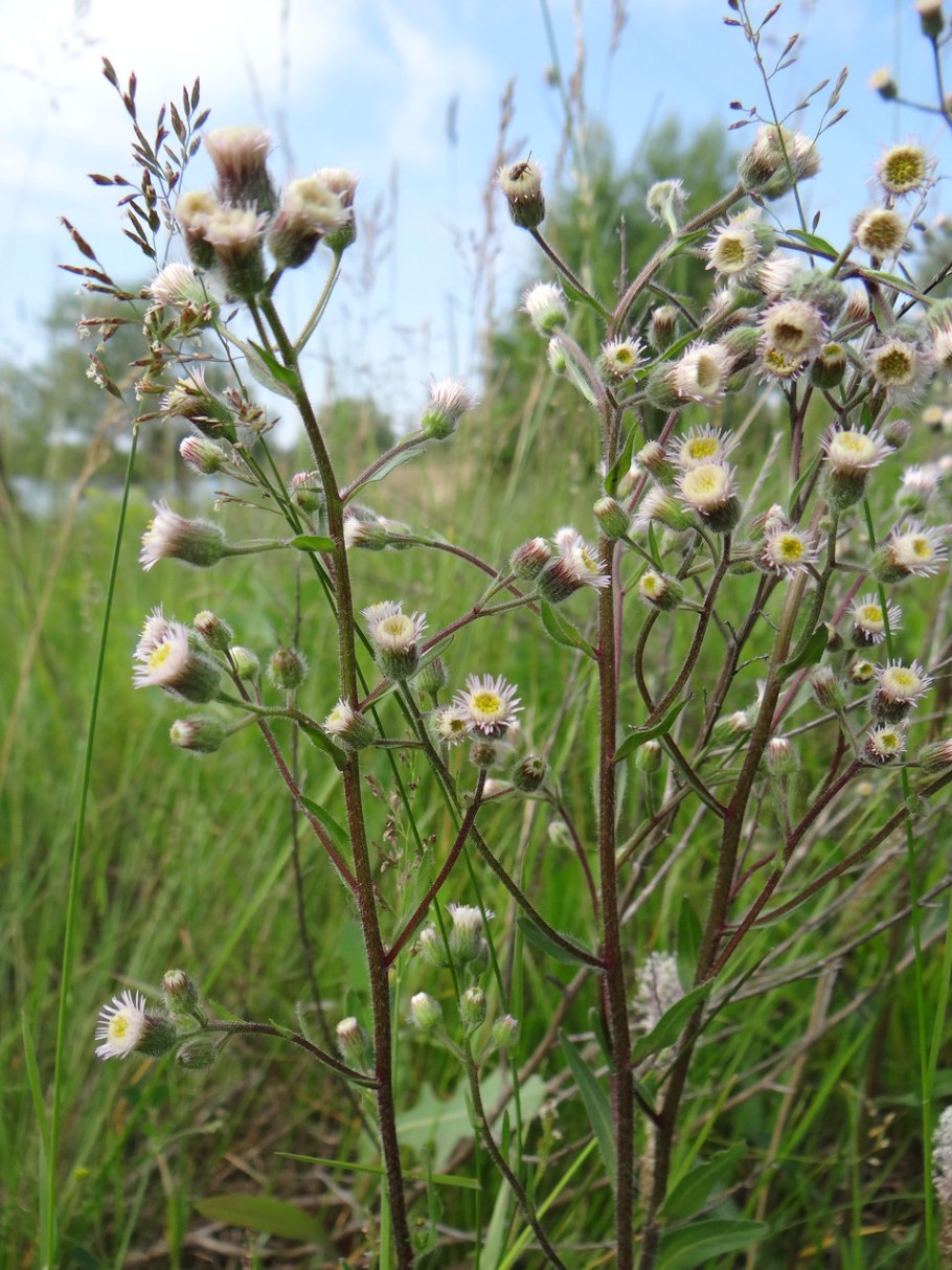 Цветок эригерон