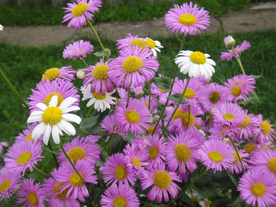 Мелколепестник гибридный