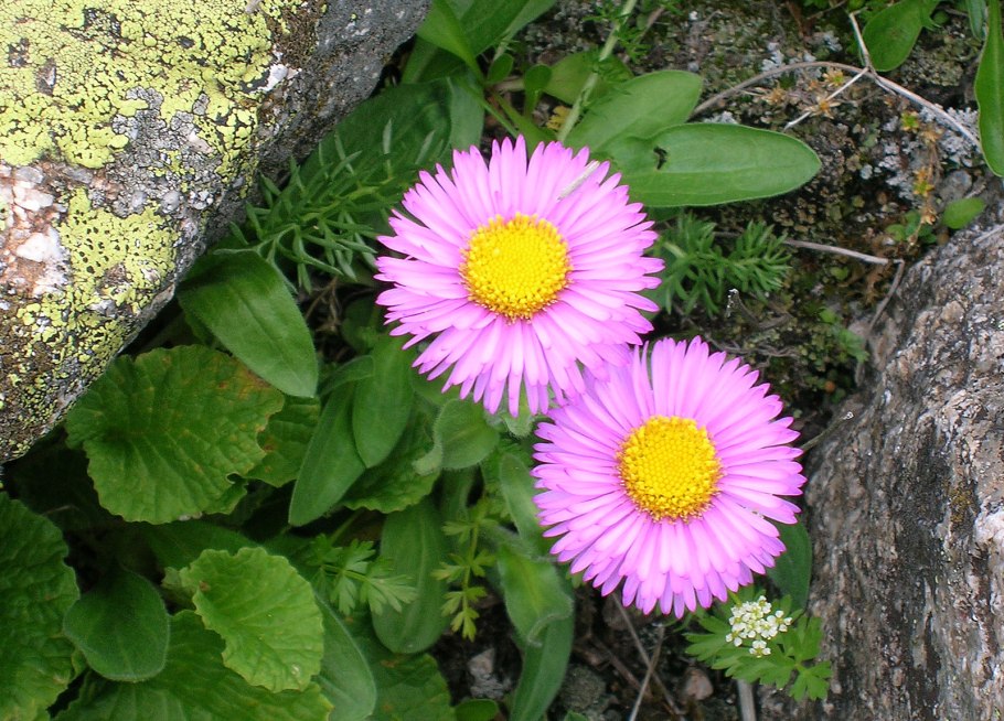 Мелколепестник «эригерон альпийский»