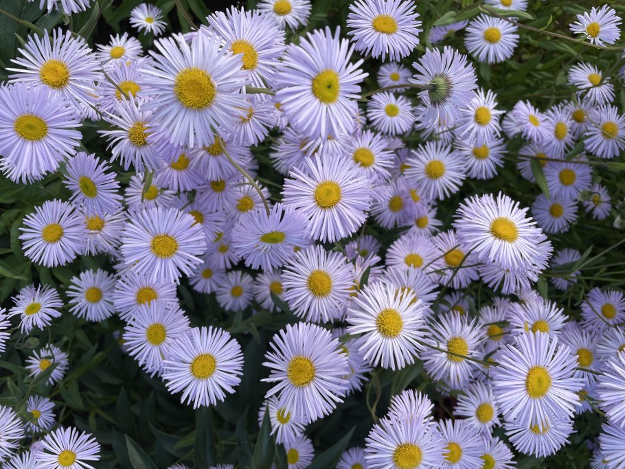 Мелколепестник однолетний