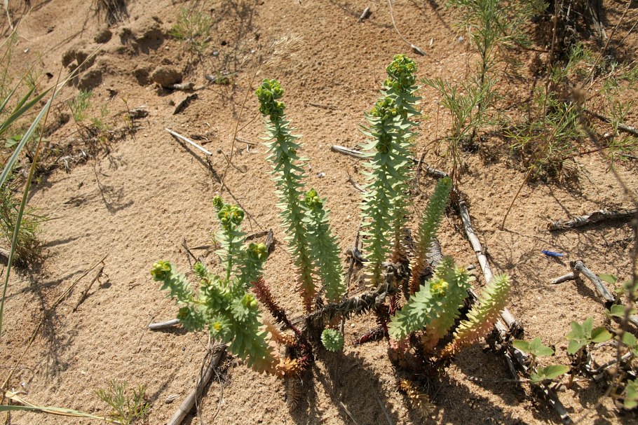 Молочай Прибрежный сообщение