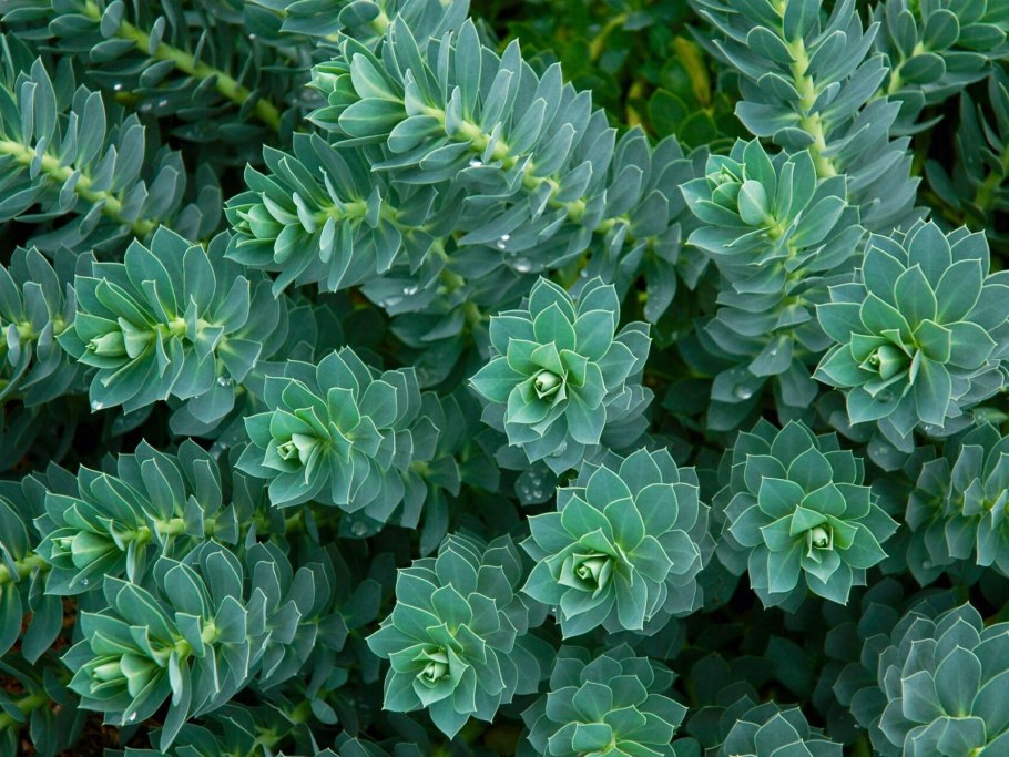 Euphorbia suzannae-marnierae