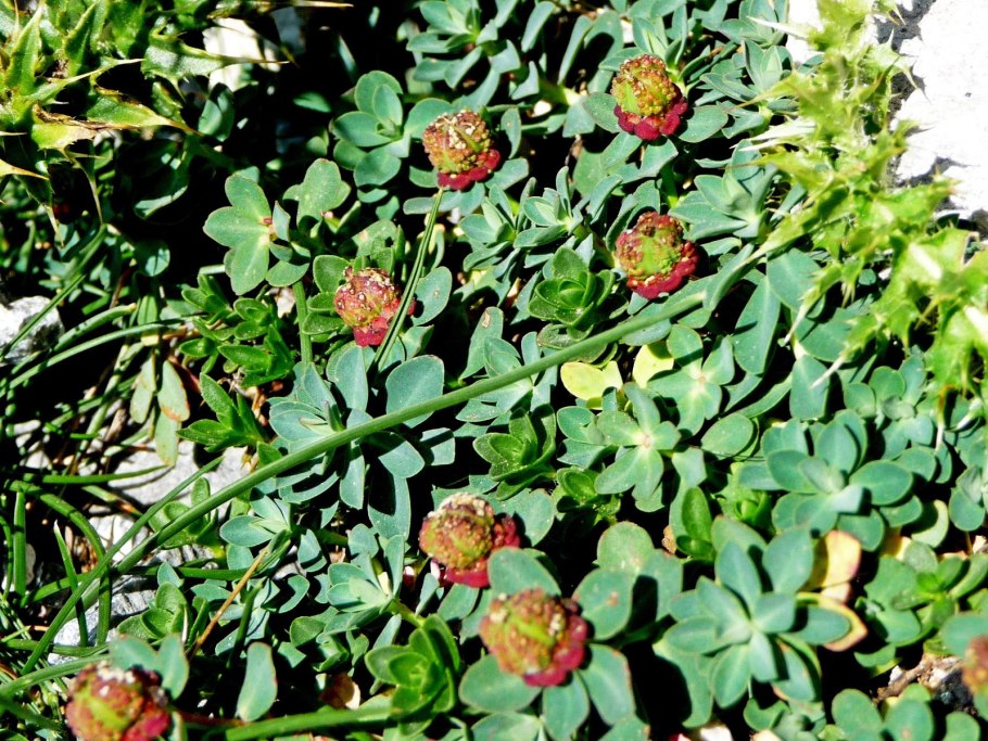 Молочай кипарисовый семена