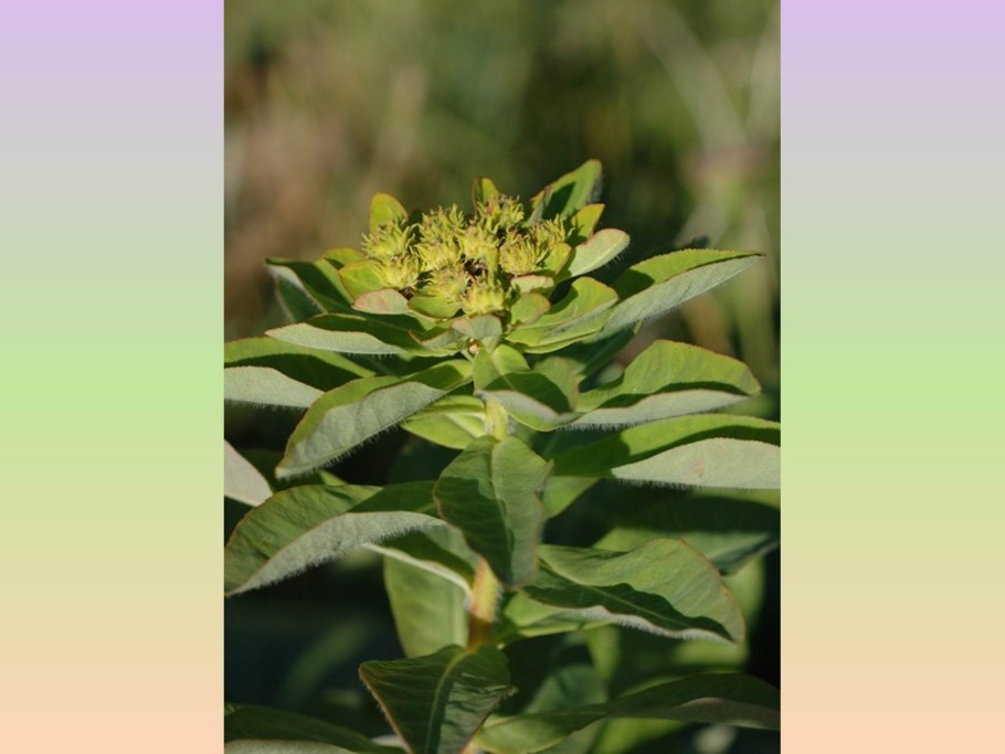 Молочай желтеющий