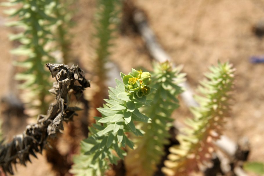Euphorbia paralias