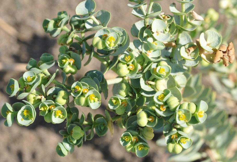 Euphorbia mammillaris