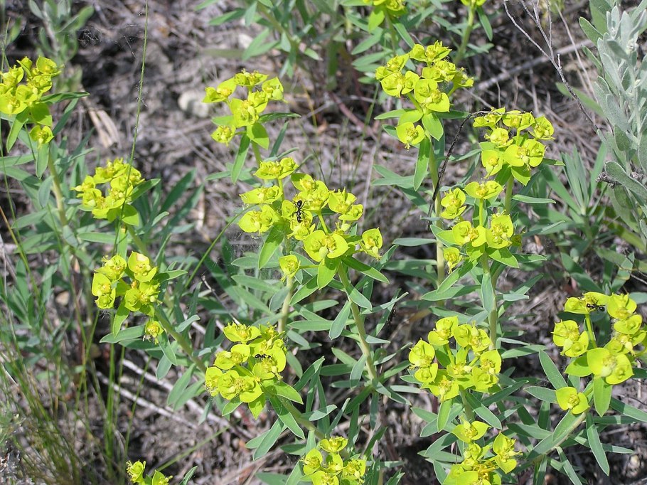 Молочай скальный (euphorbia