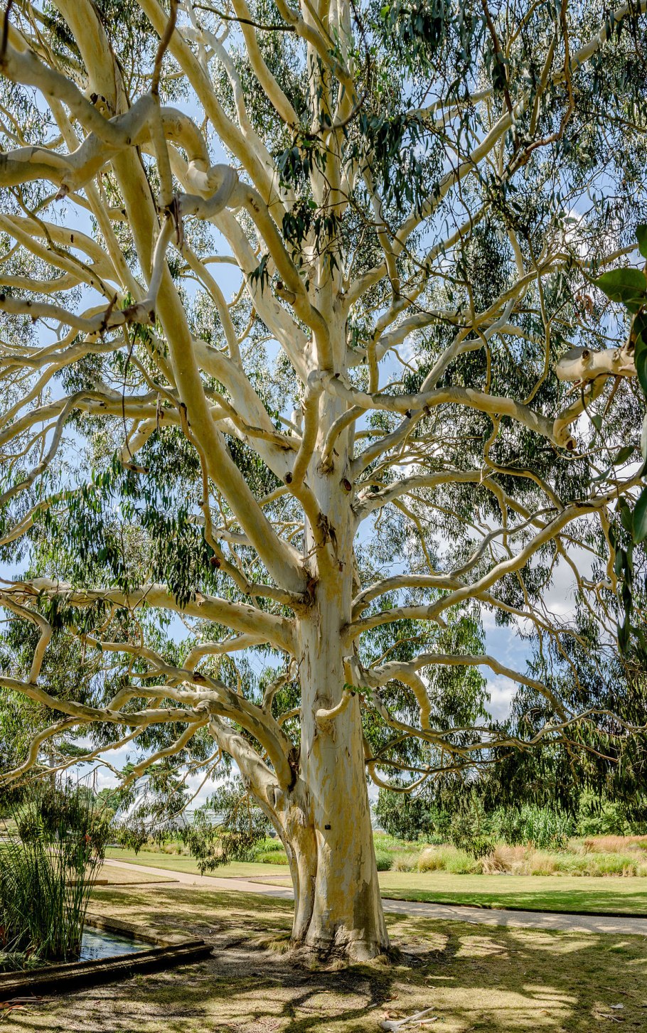 Эвкалипт dalrympleana