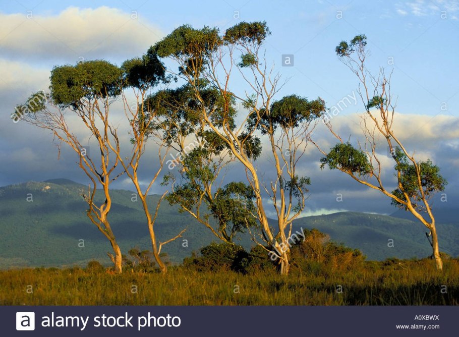 Эвкалипт Буш Австралия