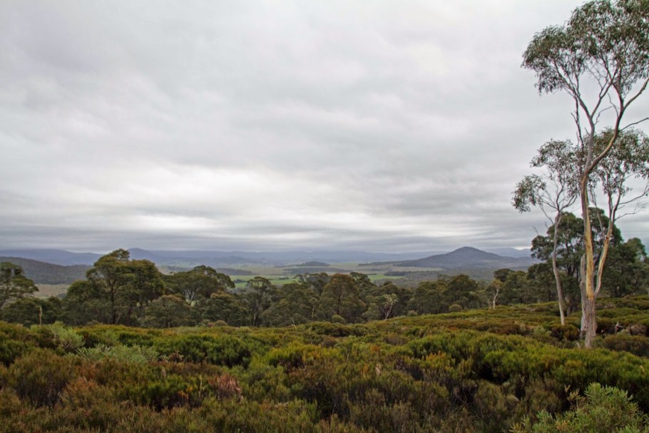 Плоды эвкалипта