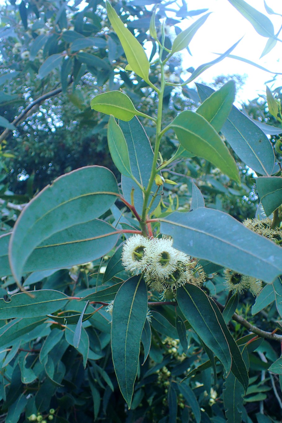 Эвкалипт иволистный