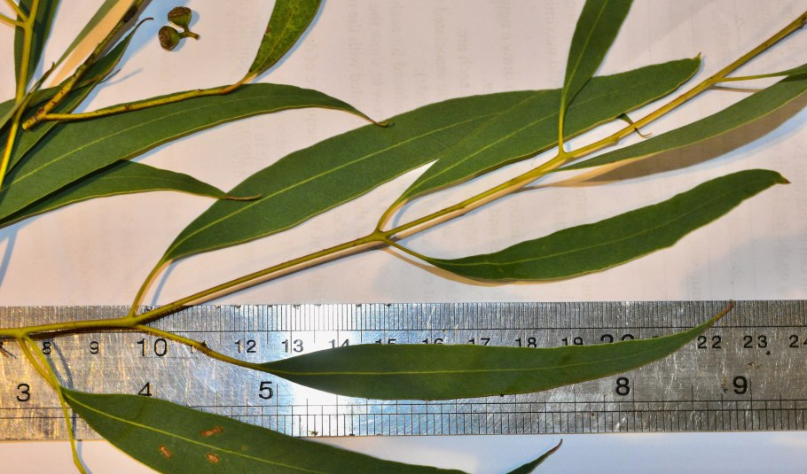 Eucalyptus macarthurii
