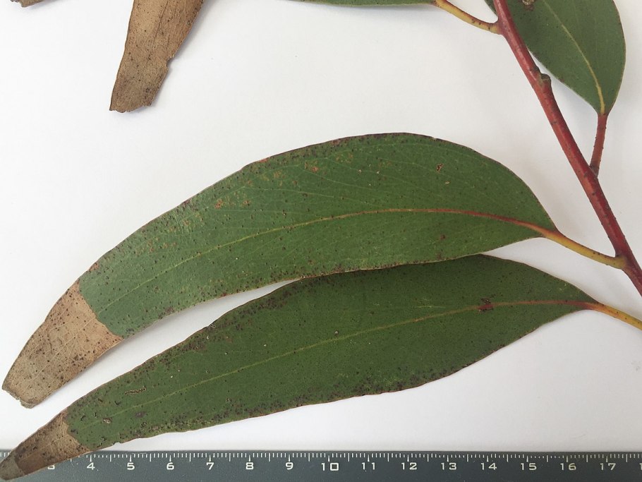 Eucalyptus sieberi