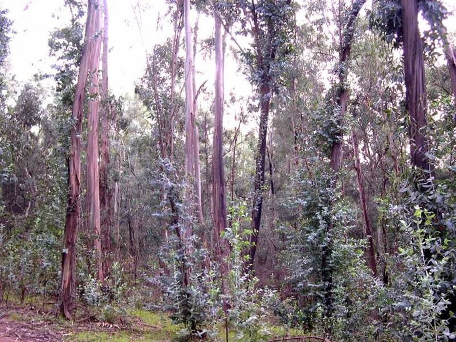 Eucalyptus camaldulensis