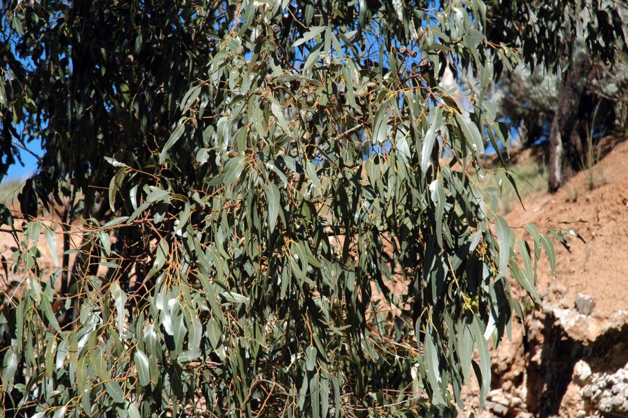 Eucalyptus pauciflora