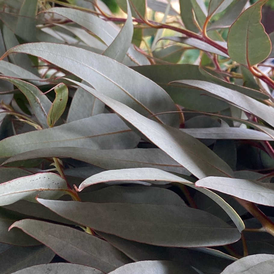 Эвкалипт шаровидный