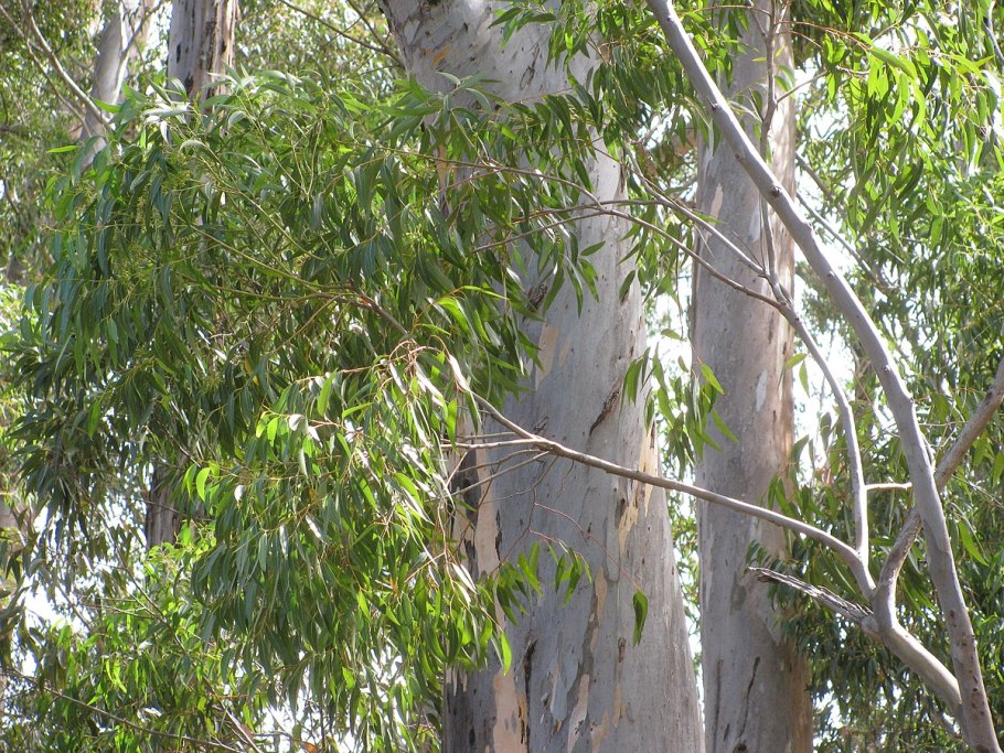 Eucalyptus marginata