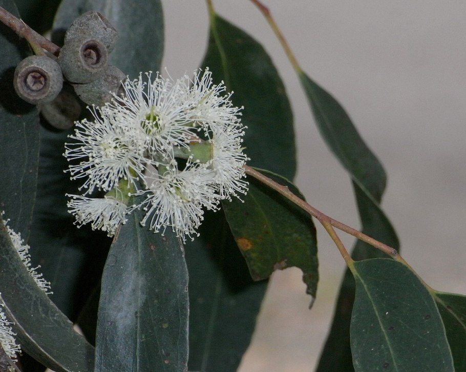 Эвкалипт лимонный eucalyptus citriodora