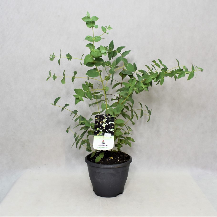 Эвкалипт dalrympleana