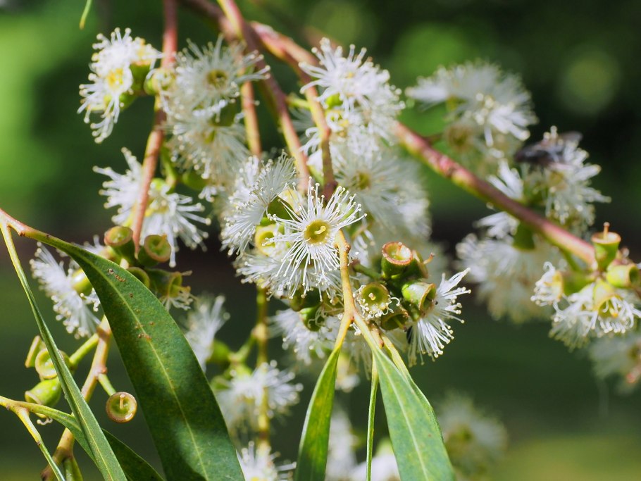 Эвкалипт миндалелистный