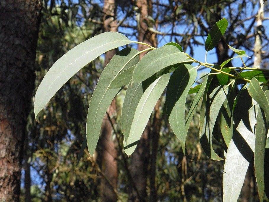 Eucalyptus radiata