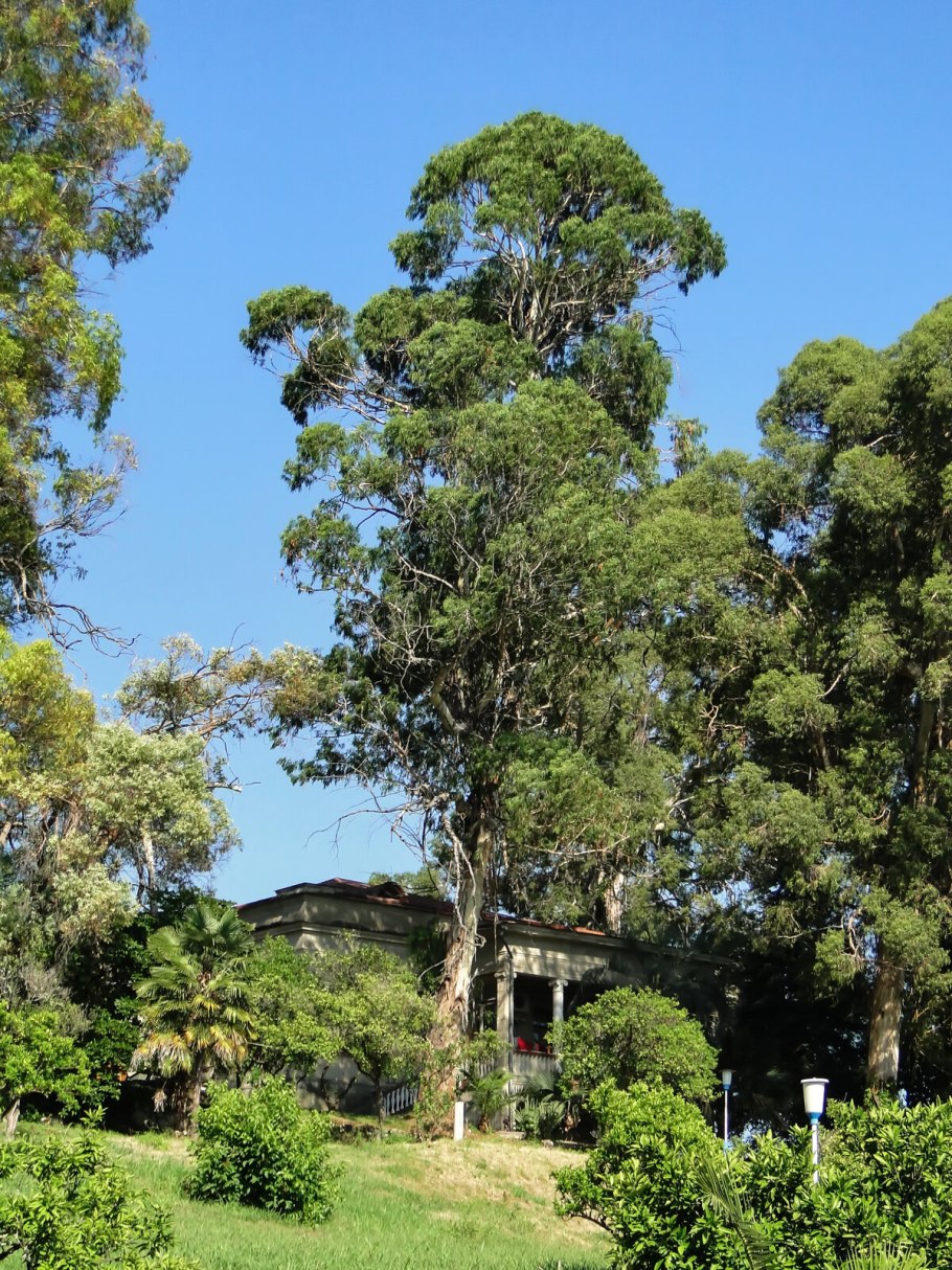 Эвкалипт роща Белек