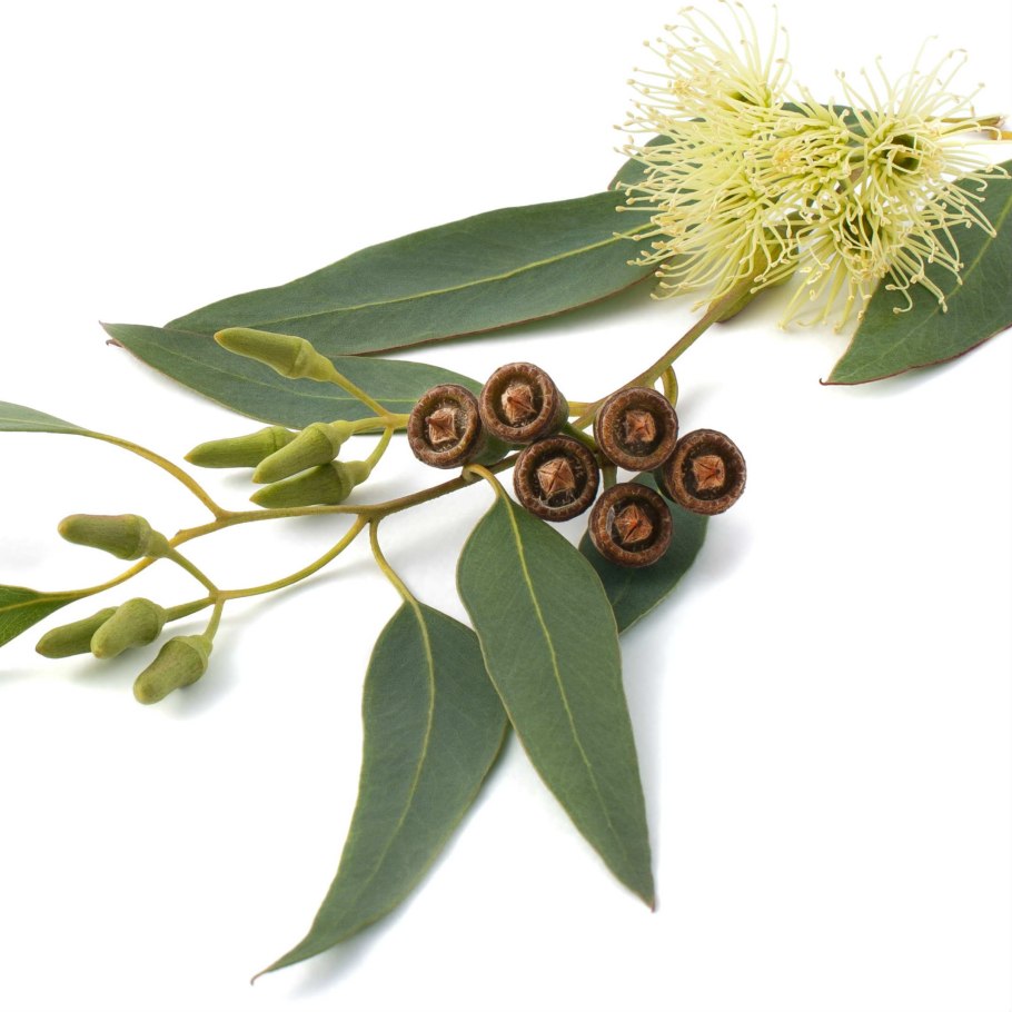 Эвкалипт globulus