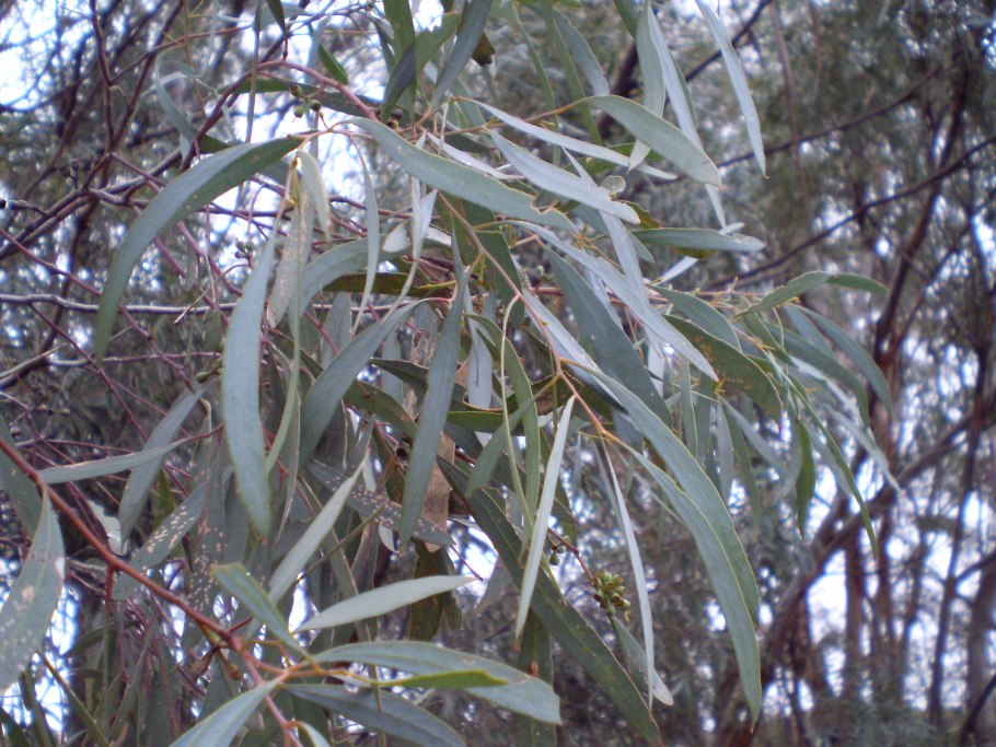Eucalyptus camaldulensis