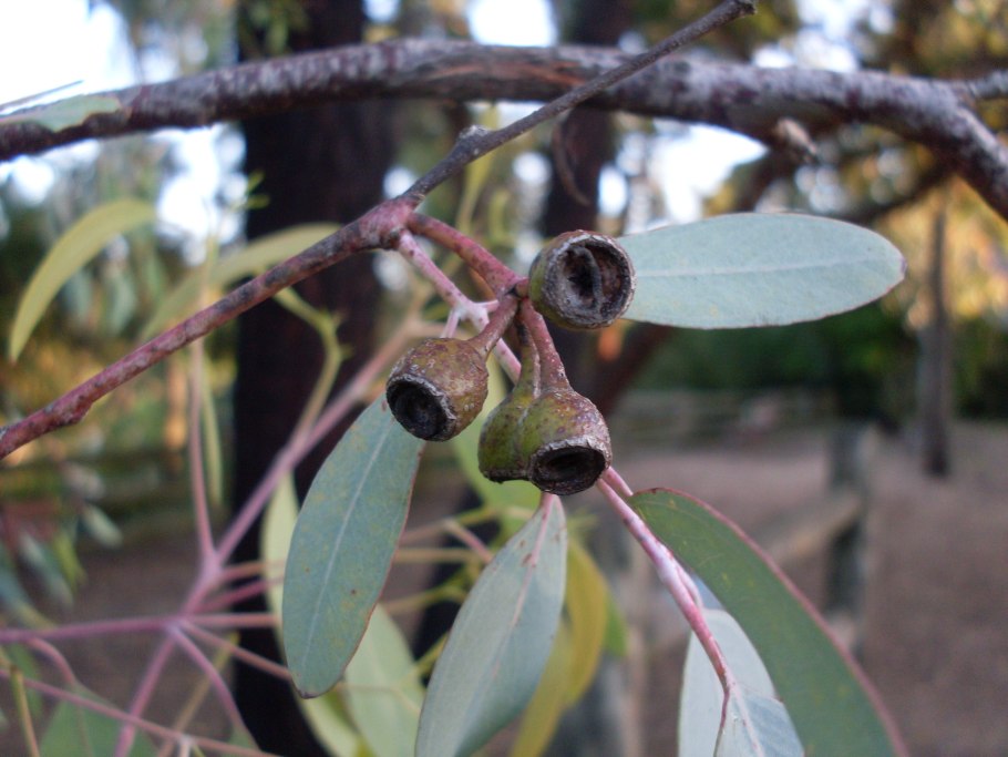 Eucalyptus sideroxylon