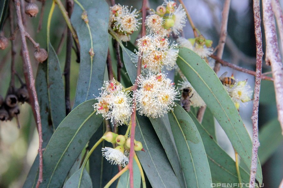Эвкалипт полиантемо