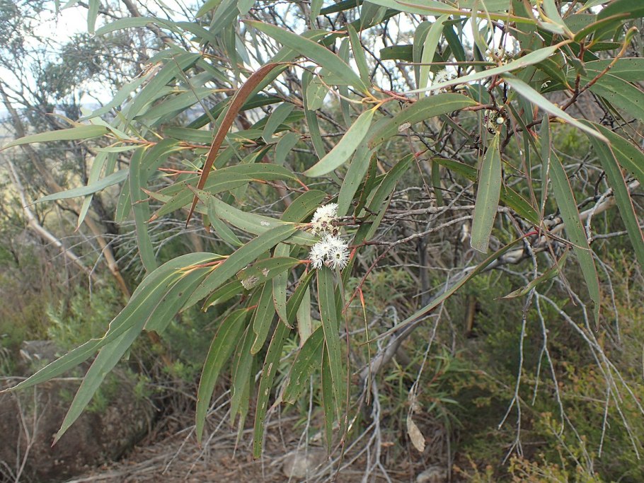 Eucalyptus globulus